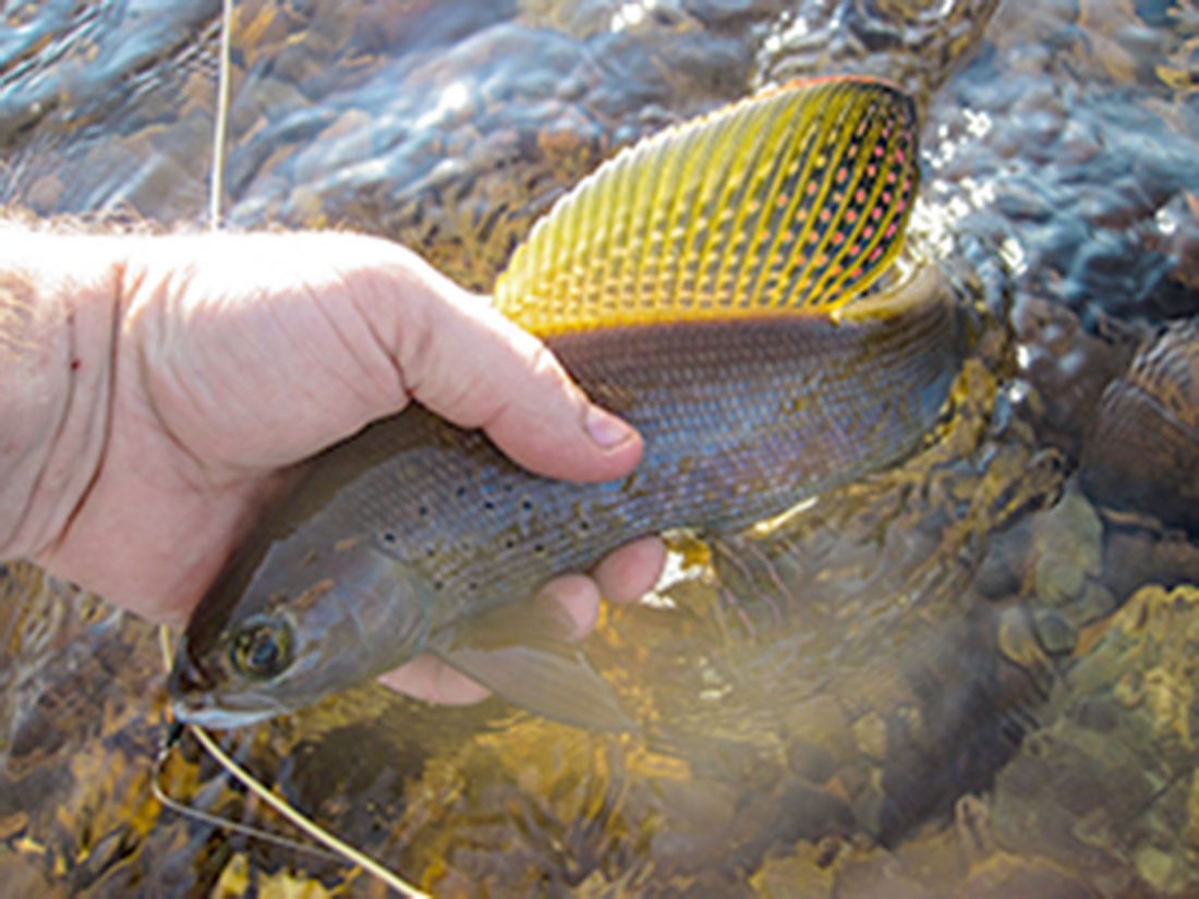 Streamside incubator could help in restoring grayling to Michigan